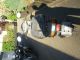 1998 Piaggio  Other Other Used vehicle (

Accident-free ) photo 1